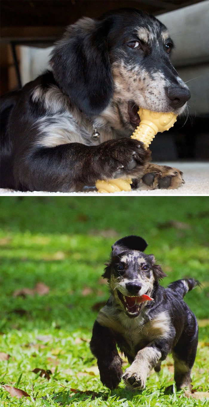 crossbreed-dogs-mutts-2-5c46c4aa96d0b__700 (1)