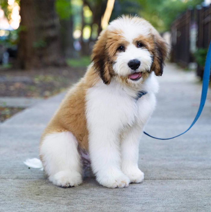 crossbreed-dogs-mutts-5-5c46ef81da926__700