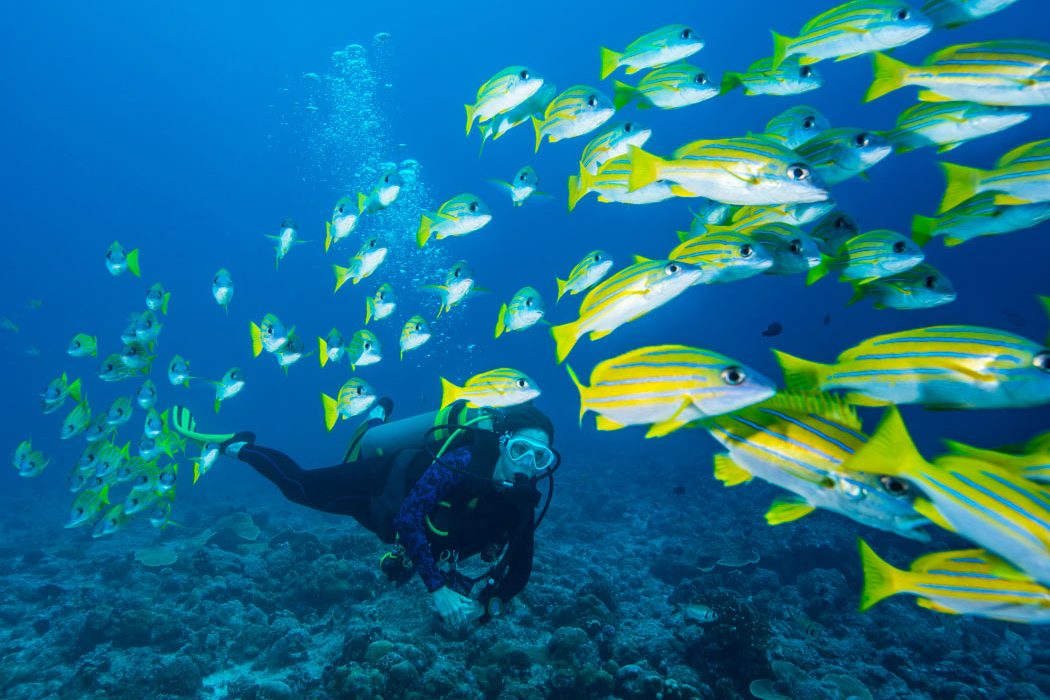 diver-school-of-fish-1050x700