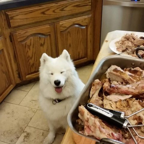 dog-thanksgiving-food-480x480