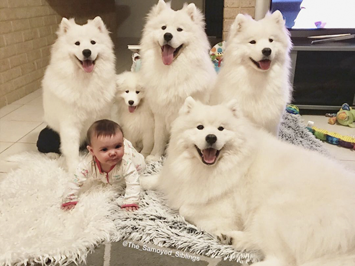 dog-toddler-family-the-samoyed-siblings-sarah-hegarty-australia-3