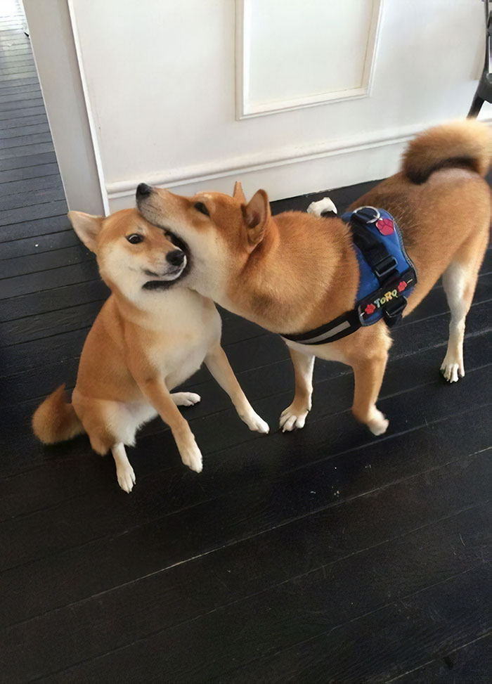 funny-shiba-inu-1-5ae9c00370e8c__700
