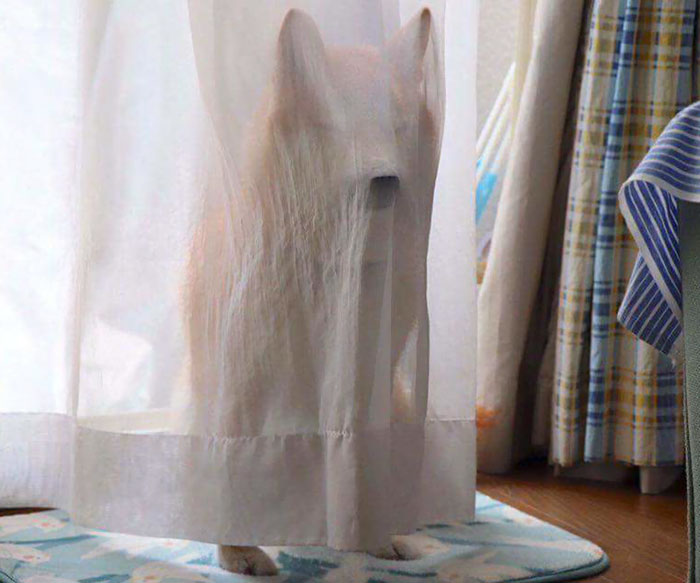 funny-shiba-inu-190-5af0152894999__700