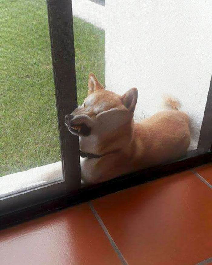 funny-shiba-inu-21-5ae85857d9a2f__700