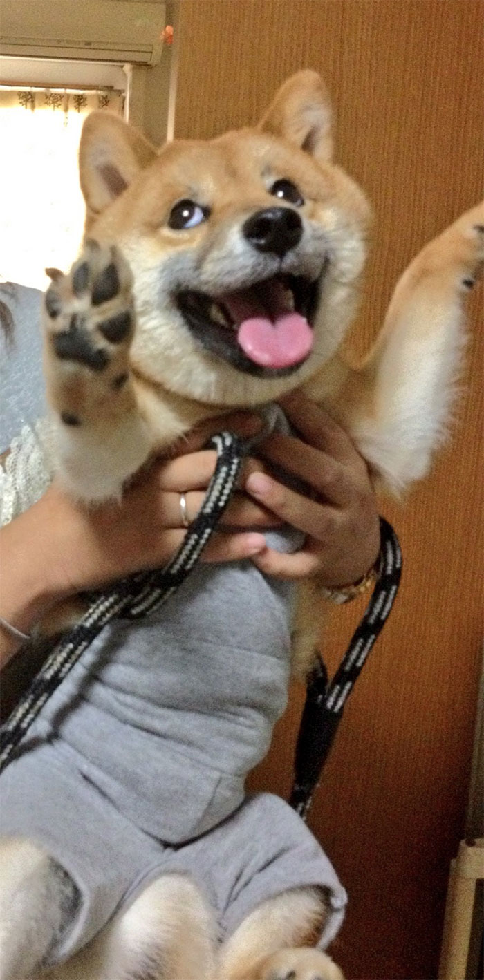 funny-shiba-inu-25-5ae9a6dbed7cd__700