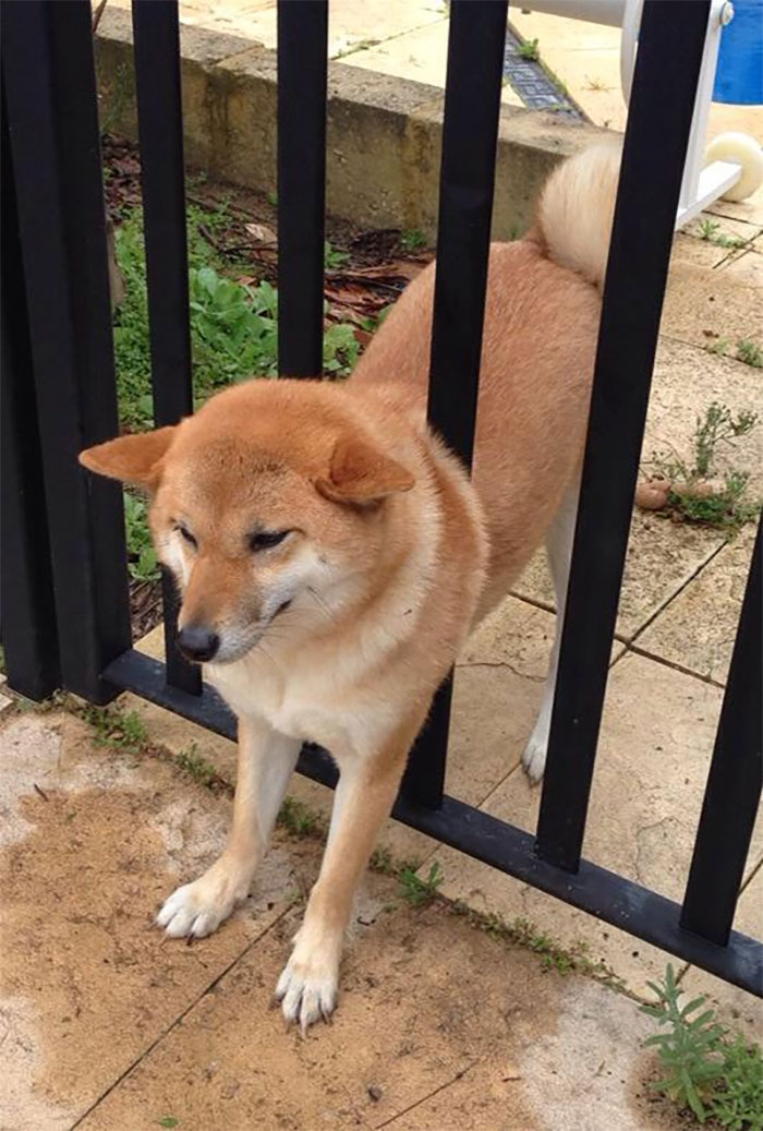 funny-shiba-inu-29-5aebfe4572647__700