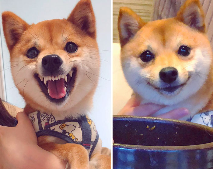 funny-shiba-inu-34-5aec4e1c7c70d__700