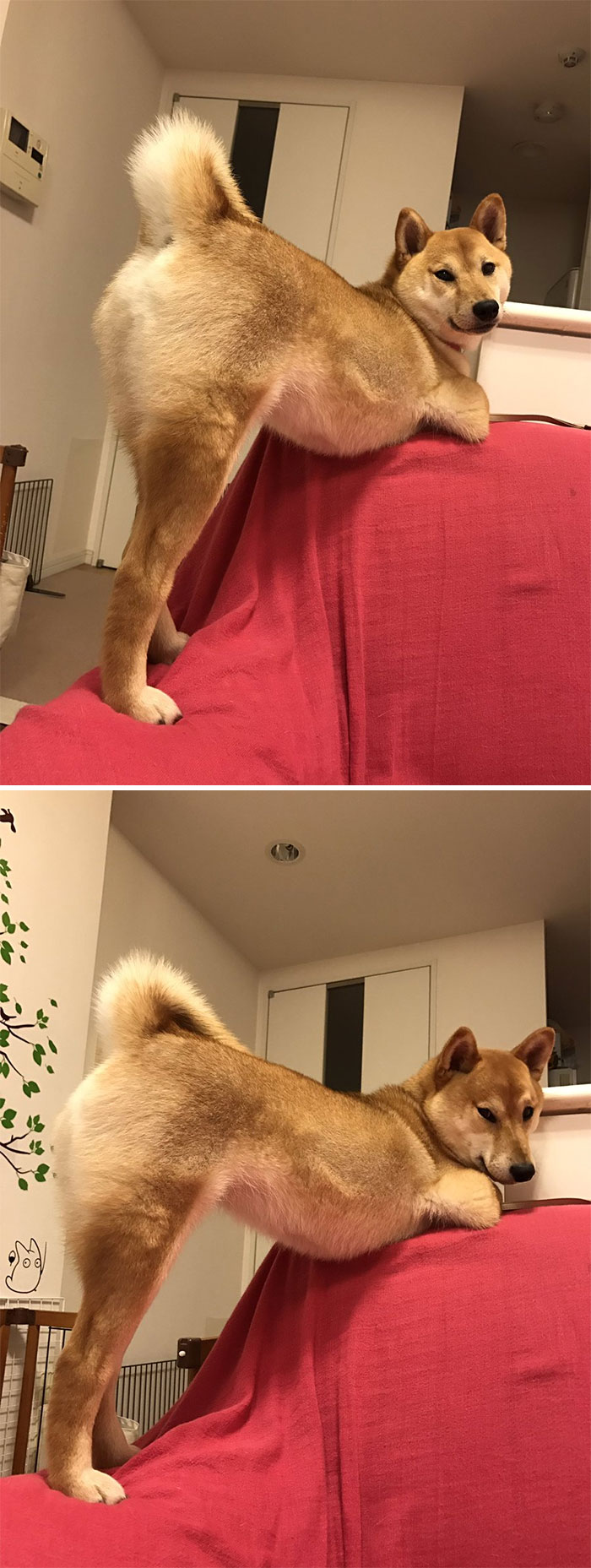 funny-shiba-inu-36-5aec5726b422f__700