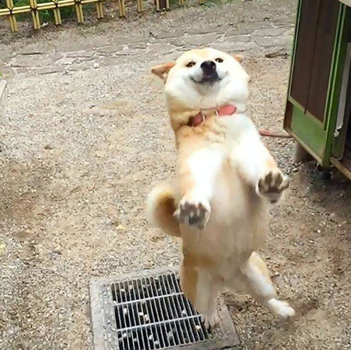 funny-shiba-inu-45-5af0199c88b1a__700