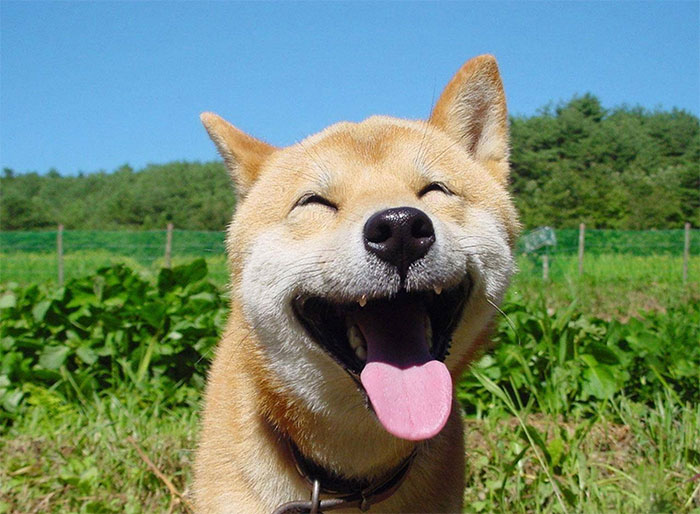 funny-shiba-inu-46-5af147d404c55__700