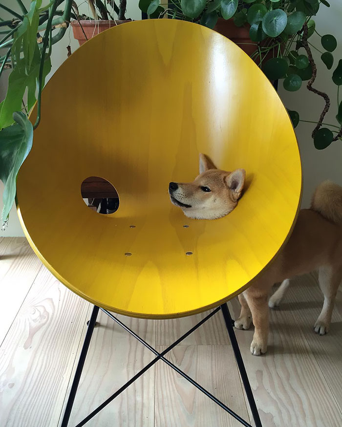 funny-shiba-inu-48-5aeb183ecbf0b__700
