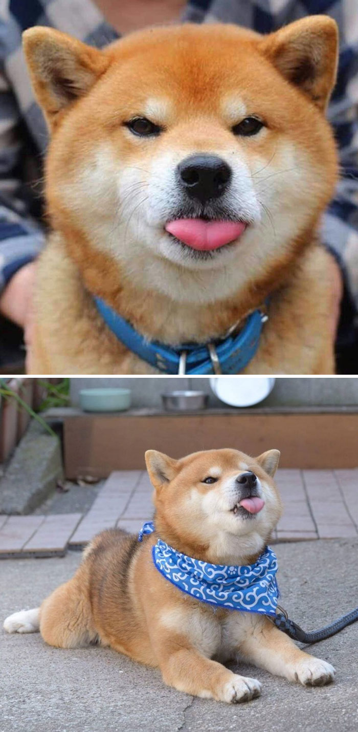 funny-shiba-inu-5-5ae70de7c82e2__700