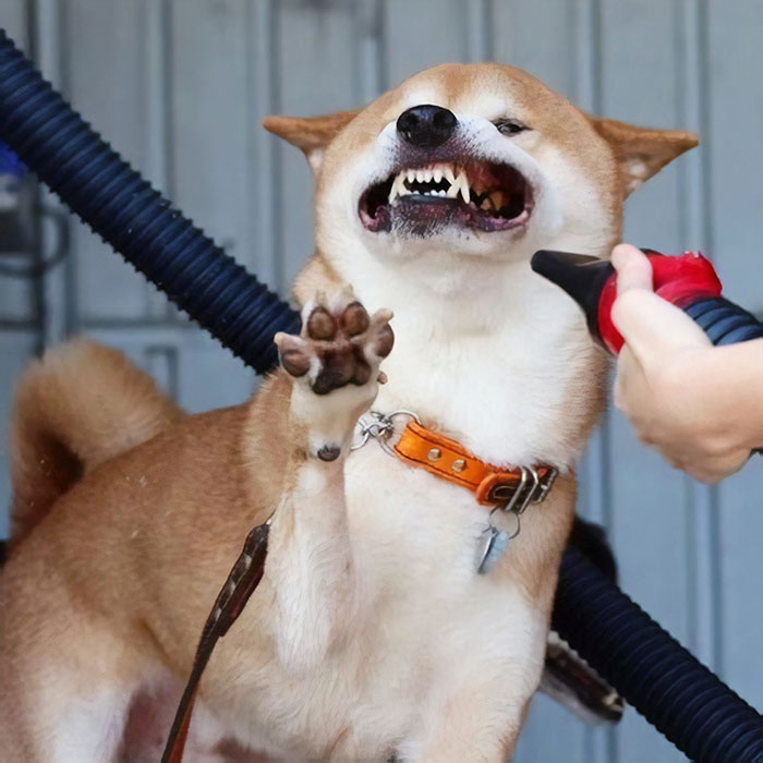 funny-shiba-inu-58-5aeb18b37ca1f__700