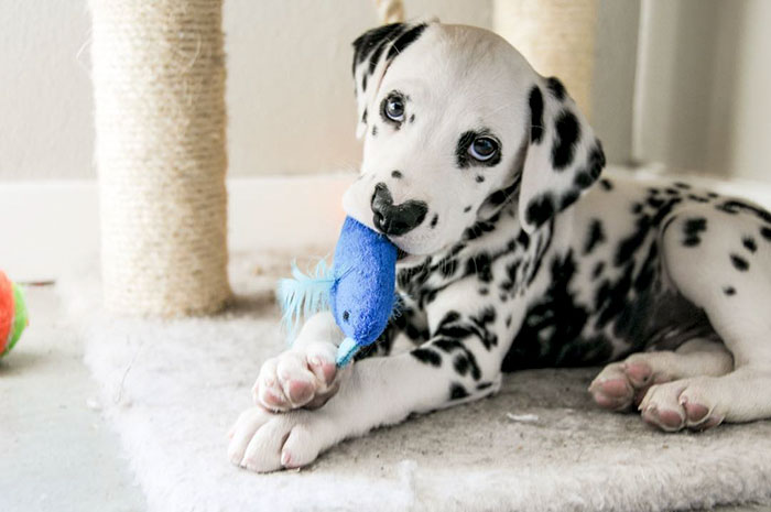 heart-shaped-nose-dalmatian-dog-wiley-12-5c62be51c2dcb__700