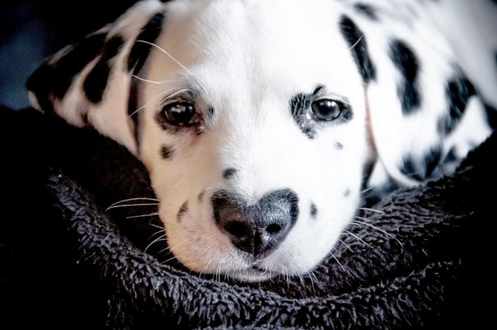 heart-shaped-nose-dalmatian-dog-wiley-26-5c62be6d67125__700