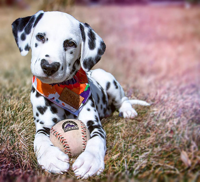 heart-shaped-nose-dalmatian-dog-wiley-27-5c62be6f8e797__700