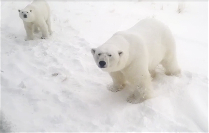 Polar bear siege