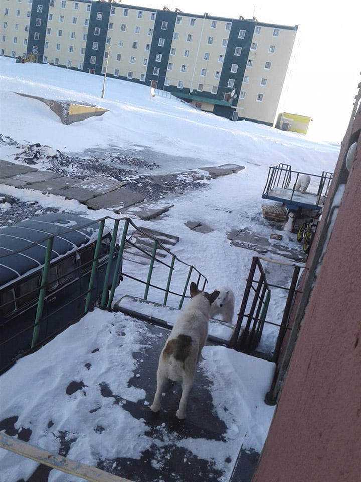 Polar bear siege