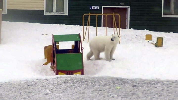 Polar bear siege