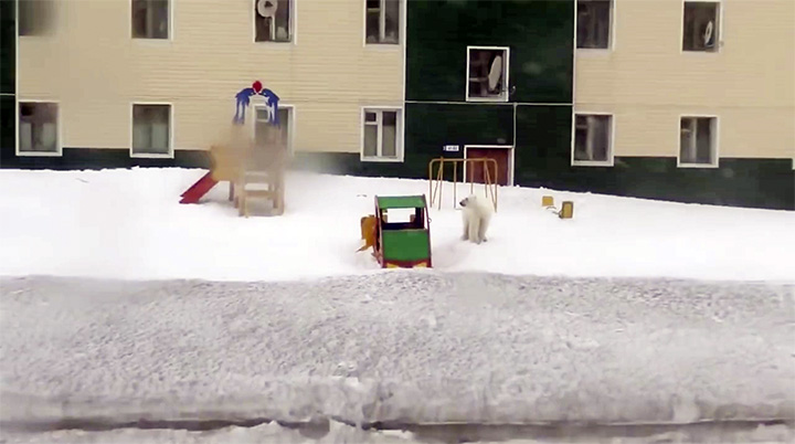 Polar bear siege