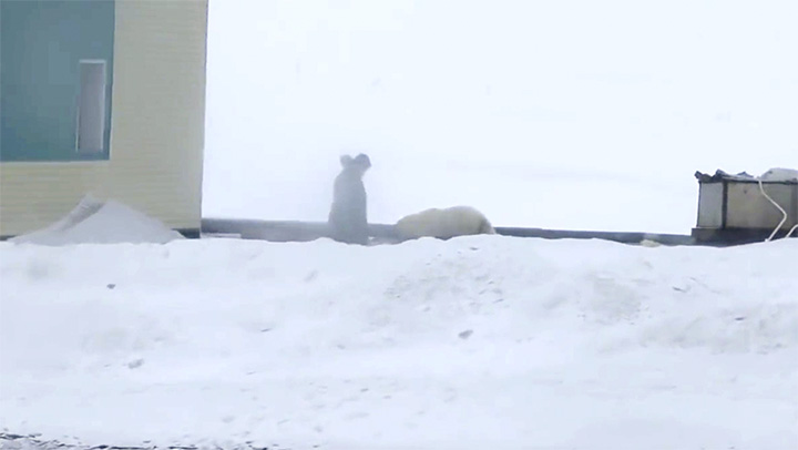 Polar bear siege