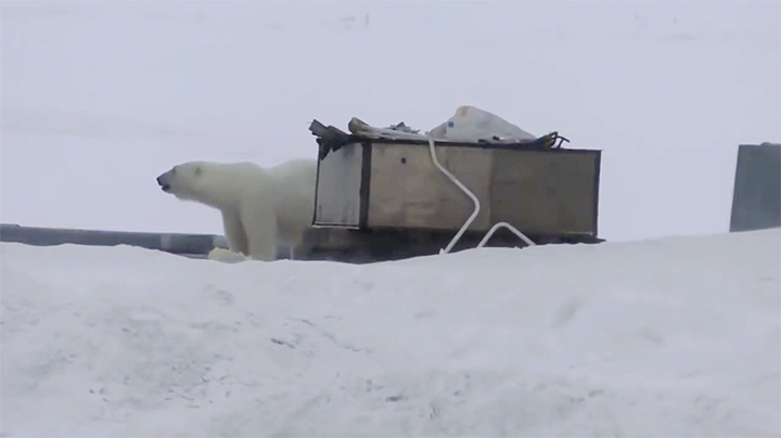 Polar bear siege