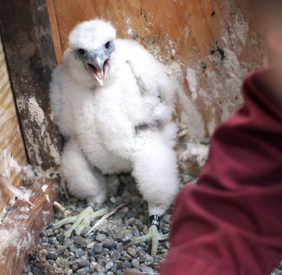 peregrine-chick-female-500-282x275