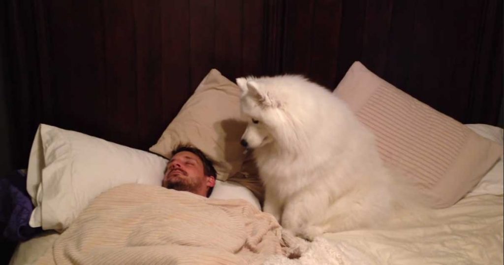 samoyed-dog-1024x538