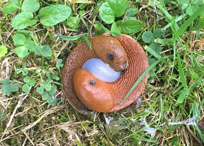 weird-odd-things-18-5c6b0798b3cf2__700
