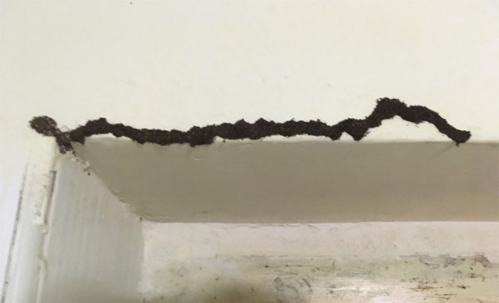 weird-odd-things-6-5c6afcfb42ea5__700
