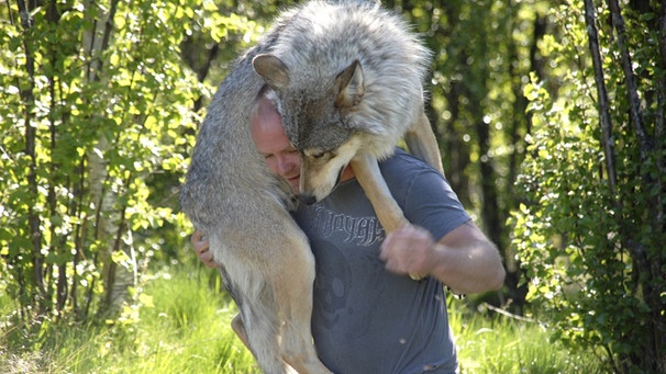 wolf-168__v-img__16__9__l_-1dc0e8f74459dd04c91a0d45af4972b9069f1135