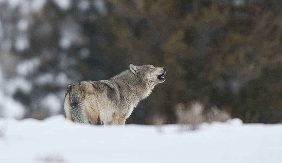 wolf-howling-winter_680x392