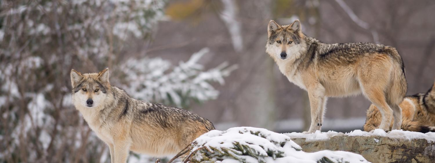 wolves_yellowstone4