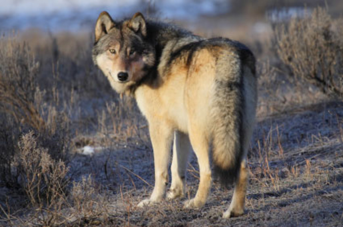 yellowstone-news-blog-wolf