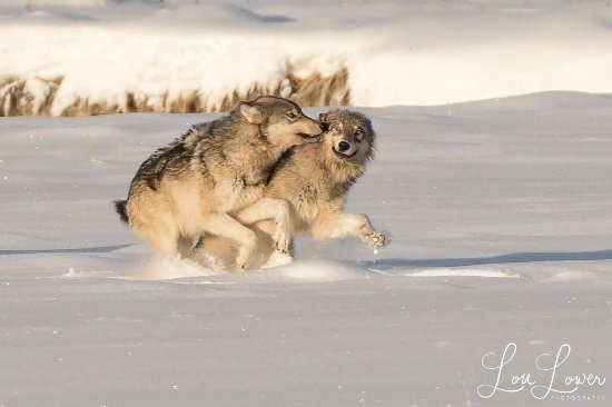 yellowstone-wolves-at