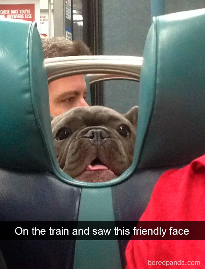 hilarious-dogs-snapchats-4-5c73f6d3c22e9__700