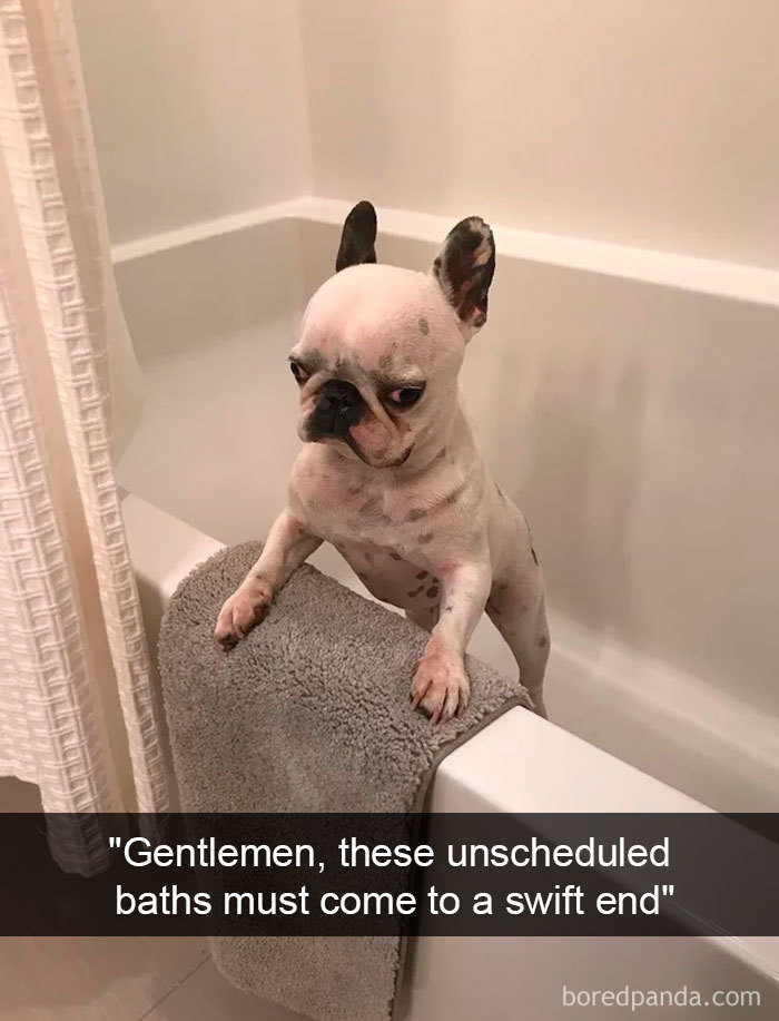 hilarious-dogs-snapchats-6-5c73f7a25f65c__700