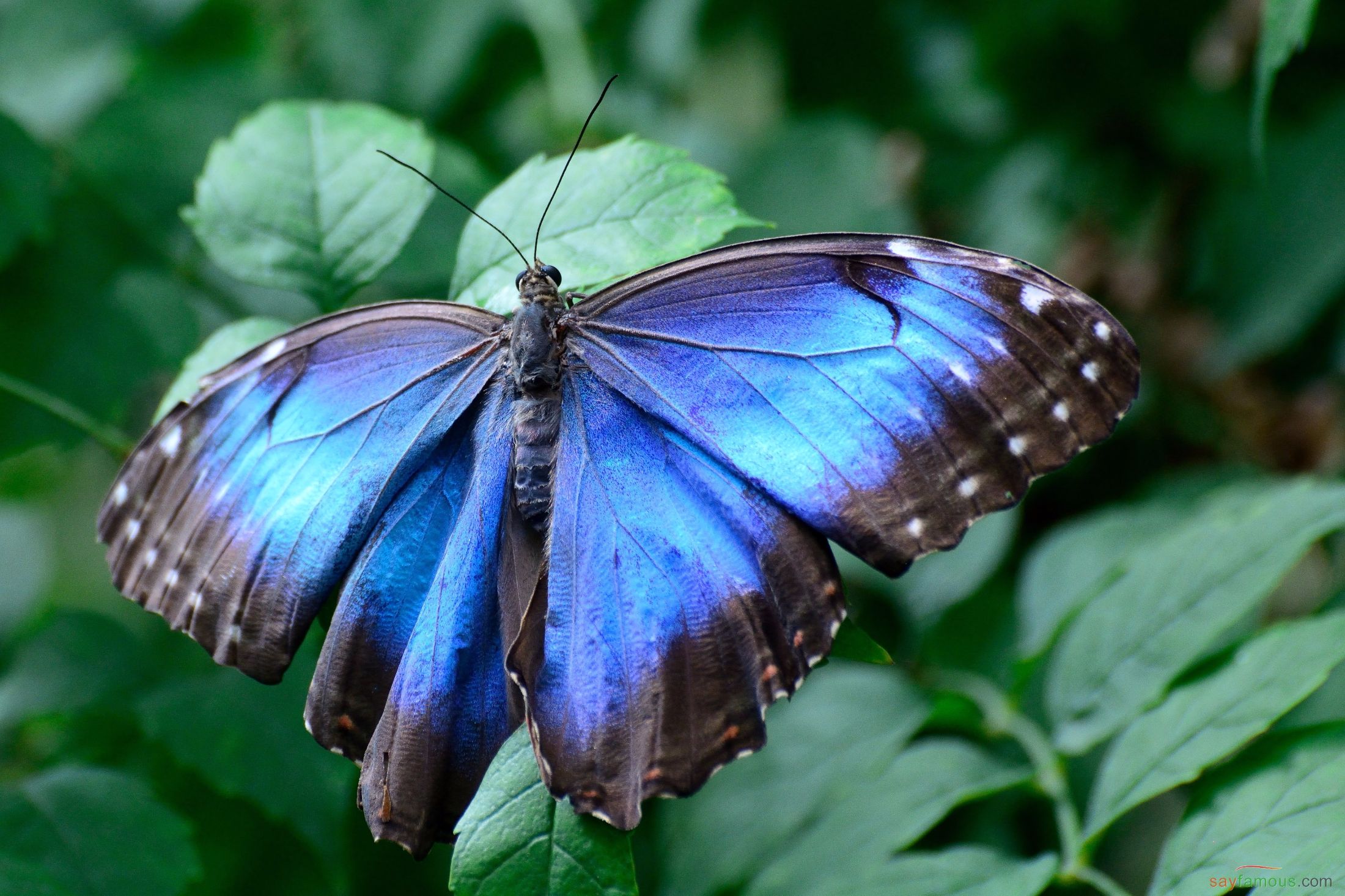 一个美丽的蝴蝶张开翅膀飞翔高清PNG素材