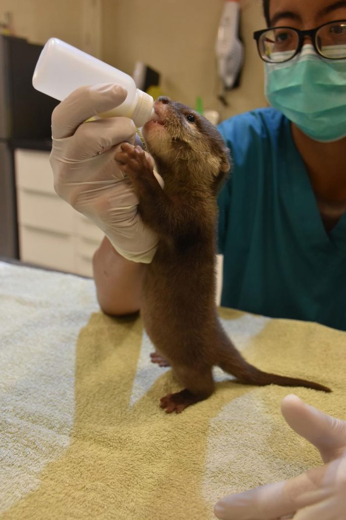 03-otter-trade-rescued-baby-otter-being-checked-over-and-fed-by-wfft-vet.adapt_.885.1-683x1024