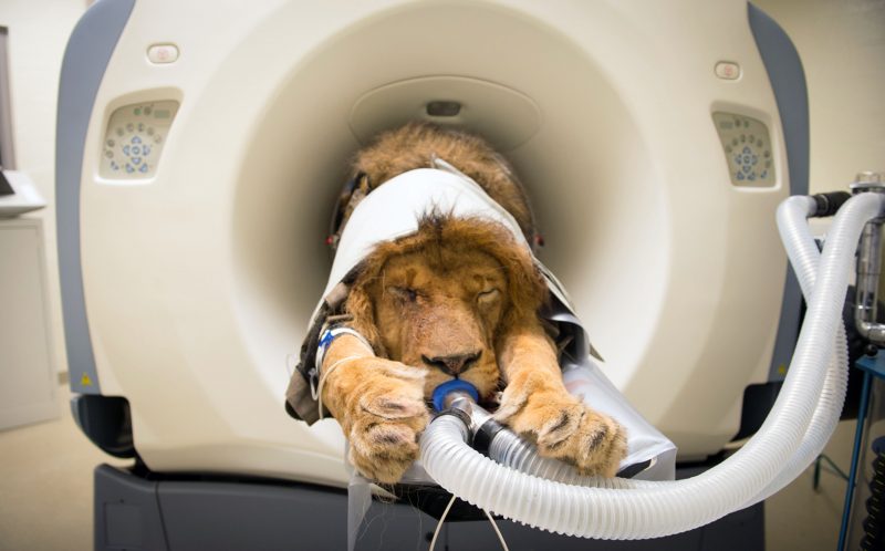 0_CATERS_LION_CT_SCAN_01-800x498