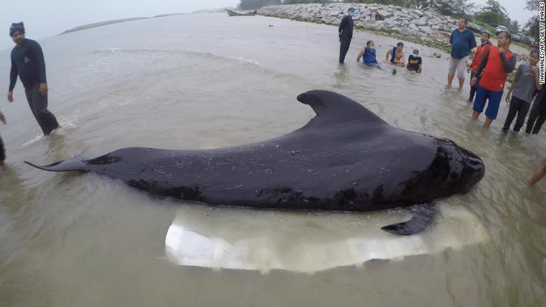 TOPSHOT - This handout picture from ThaiWhales a private whale conservation group, taken on May 28, 2018 and released on June 2, 2018 shows ThaiWhales volunteers and governmment marine veterinarians from Department of Marine and Coastal Resources rescuing a sick male pilot whale at sea in the coastal area of southern Thailand near the Malaysian border. A whale has died in southern Thailand after swallowing more than 80 plastic bags, officials said, ending an attempted rescue that failed to nurse the mammal back to health. / AFP PHOTO / THAIWHALES / - / -----EDITORS NOTE --- RESTRICTED TO EDITORIAL USE - MANDATORY CREDIT "AFP PHOTO / THAIWHALES " - NO MARKETING - NO ADVERTISING CAMPAIGNS - DISTRIBUTED AS A SERVICE TO CLIENTS - NO ARCHIVES-/AFP/Getty Images