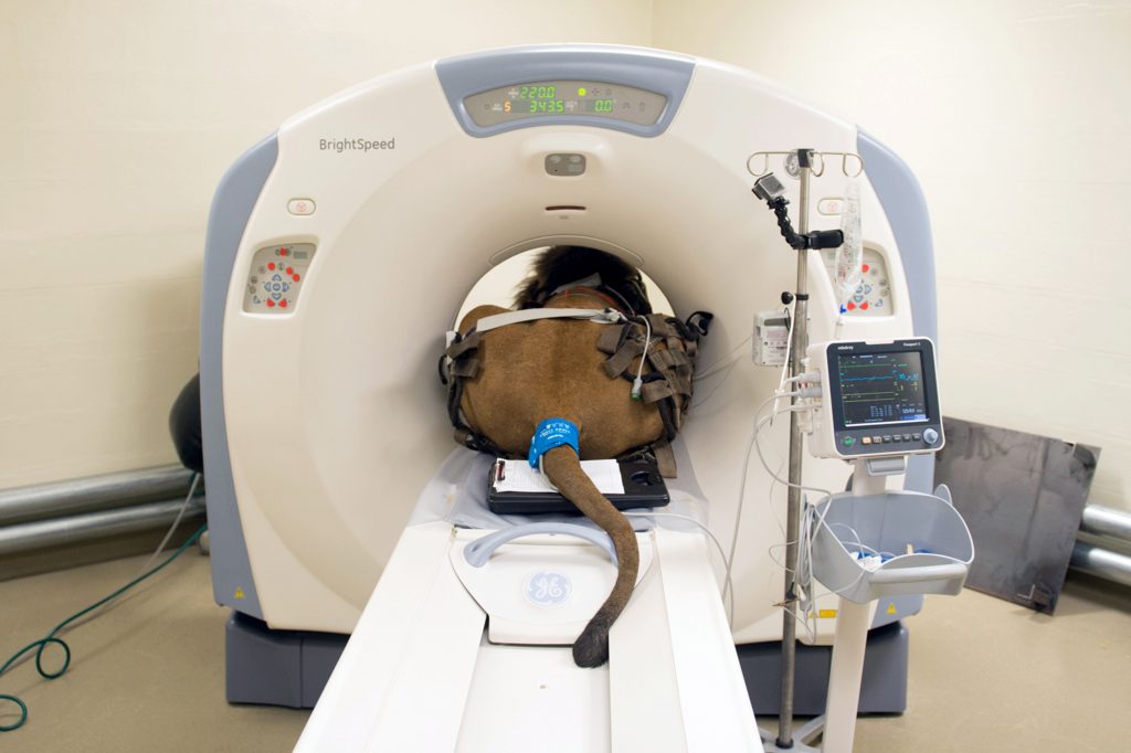 2_CATERS_LION_CT_SCAN_03-1024x682 (1)