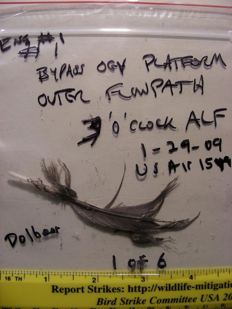 800px-USAir_1549_bird_feather