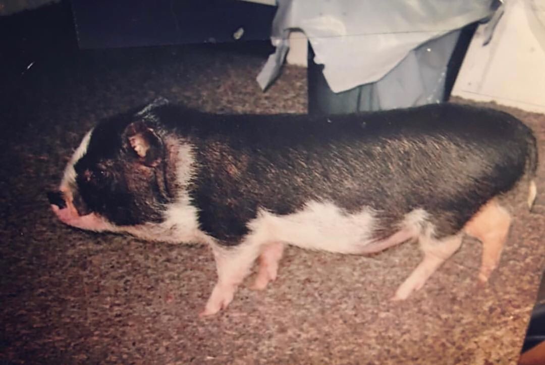 Baby-Bacon-2