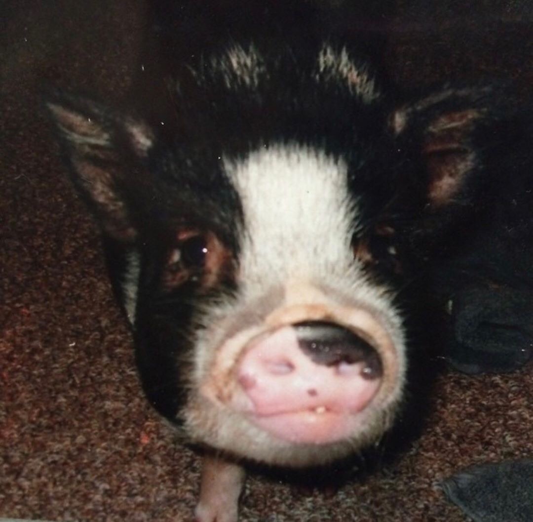 Baby-Bacon-3