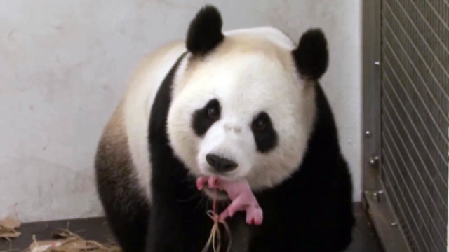 Belgian-zoos-baby-panda-receives-new-name-640x360