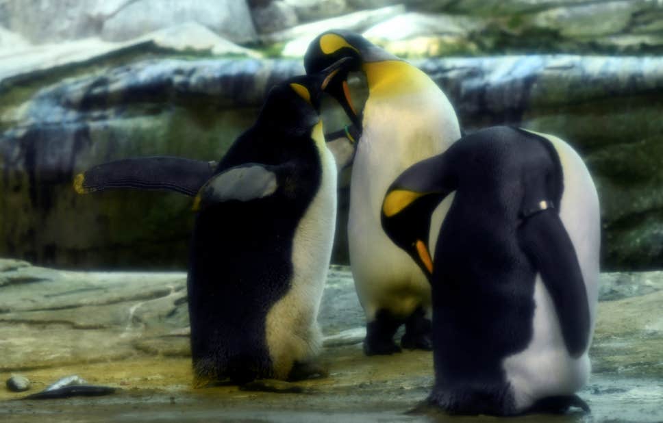 Ping-and-Skipper-Berlin-Penguins (1)