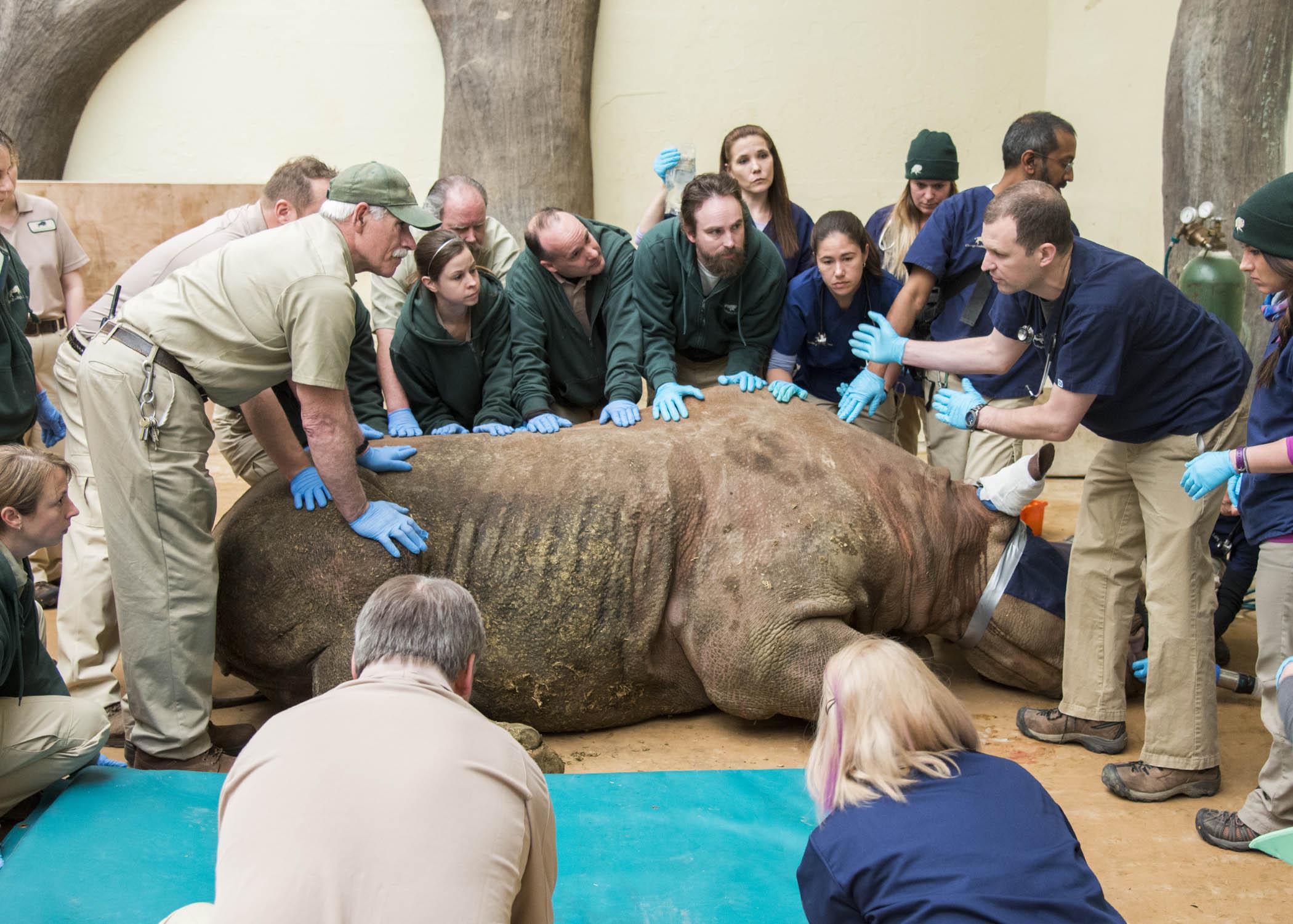 Rhino Scan 4_0424