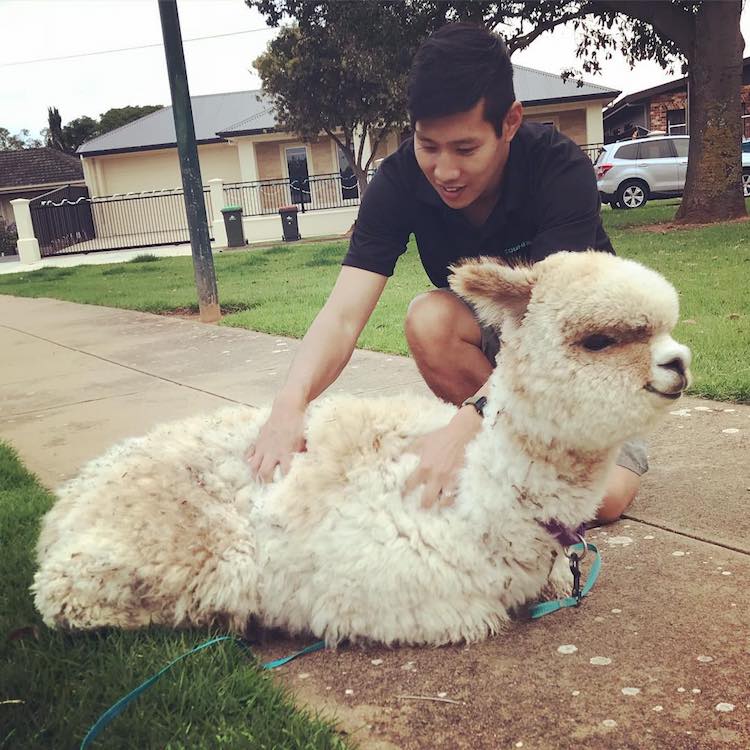 alfie-the-alpaca-in-adelaide-4