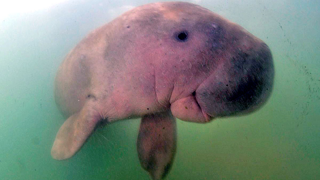 https-cdn.cnn_.com-cnnnext-dam-assets-190802155313-baby-dugong